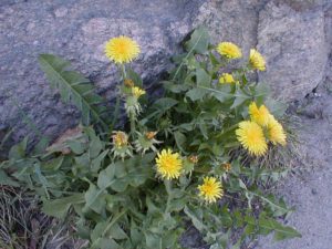 The Benefits of Dandelion Tea