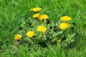 The Benefits of Dandelion Tea